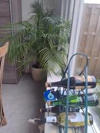 Prachtige, gezonde Goudpalm, incl. pot., Tuin en Terras, 100 tot 250 cm, Zomer, Palmboom, Ophalen
