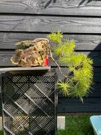 Bonsai - Tranenden, Bloeit niet, Overige soorten, Minder dan 100 cm, Ophalen