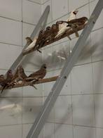 Koppels INO bandvinken te koop geringd 2025, Meerdere dieren, Geringd