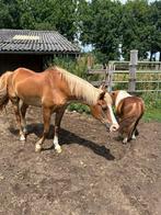 Lief weidemaatje aangeboden 29 jaar, Dieren en Toebehoren, Paarden, Ruin, L, Recreatiepaard, 11 jaar of ouder