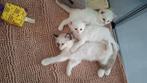 Ragdoll (3/4) x Siberische Boskat (1/4) kitten, Kater, Gechipt, 0 tot 2 jaar