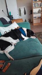 Lieve leuke Boerenfox, 6 jaar of ouder, Rabiës (hondsdolheid), Jack Russell Terriër, Teef