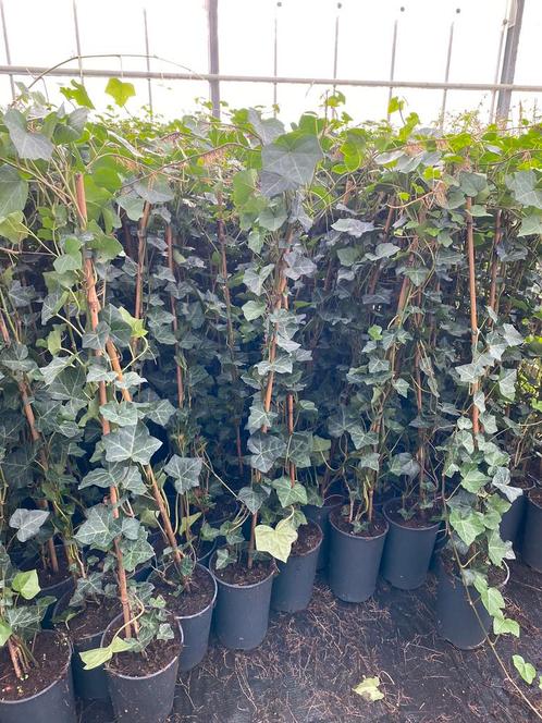 Hedera klimop schutting afrastering hekwerk tuin gaas, Tuin en Terras, Planten | Tuinplanten, Ophalen