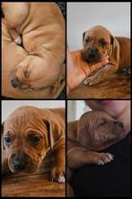 Pitbull puppy, Overige rassen, 8 tot 15 weken, Meerdere, Meerdere dieren