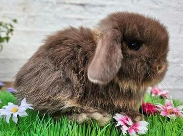 Minilop dwerg hangoor konijntje meisje otter bruin beschikbaar voor biedingen