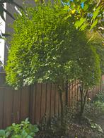 Boom te koop, Overige soorten, 100 tot 250 cm, Zomer, Ophalen