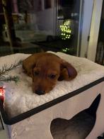 Ruwharige dwergteckel pup teefje, Dieren en Toebehoren, Honden | Teckels en Dashonden, België, Particulier, Teef, Dwerg