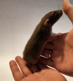 Ratjes te koop 5-6 weken, Meerdere dieren, Rat, Na 1 juli 2024, Tam