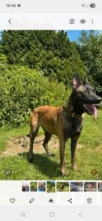 Mechelse herder, Dieren en Toebehoren, Honden | Herdershonden en Veedrijvers, Rabiës (hondsdolheid), 15 weken tot 1 jaar, Teef