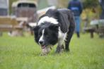 Beschikbaar als Dekreu (Border Collies), Dieren en Toebehoren, Reu, Eén hond, 3 tot 5 jaar, Nederland