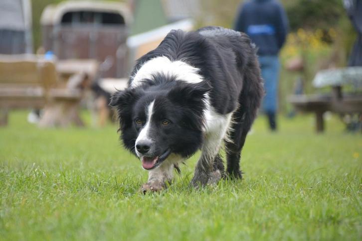 Beschikbaar als Dekreu (Border Collies), Dieren en Toebehoren, Honden | Dekreuen, Reu, Particulier, Eén hond, Nederland, 3 tot 5 jaar