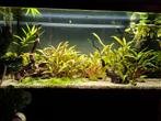 Aquarium  80 cm breed merk juwel met kast., Ophalen of Verzenden, Zo goed als nieuw, Gevuld zoetwateraquarium