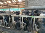 Waterbuffel vlees, Ophalen of Verzenden