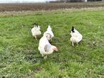 Jonge tamme Sussex kippen groot soort gesekst en ingeënt, Dieren en Toebehoren, Pluimvee, Vrouwelijk, Kip