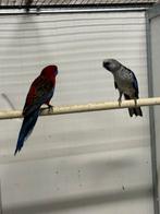 Diverse pennanten, Meerdere dieren, Parkiet