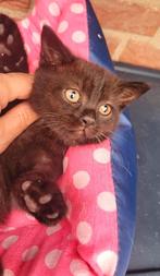 Mooie britse kortehaar kittens mogen ze direct  weg, Dieren en Toebehoren, Katten en Kittens | Raskatten | Korthaar, Meerdere dieren