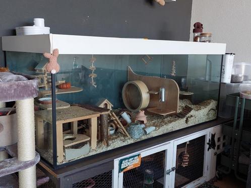 Ultiem groot knaagdierpaleis!, Dieren en Toebehoren, Knaagdieren en Konijnen | Hokken en Kooien, Zo goed als nieuw, Kooi, Minder dan 60 cm