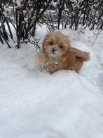 Mini maltipoo pups  (Maltezer en Poy poedel), Dieren en Toebehoren, Nederland, Overige rassen, 8 tot 15 weken, Teef