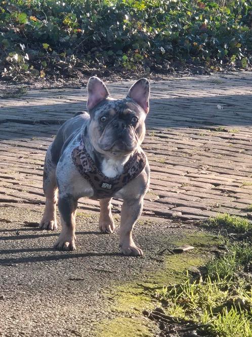 Franse bulldog blue merle tan dekreu, Dieren en Toebehoren, Honden | Dekreuen, Reu, Particulier, Eén hond, België, 1 tot 2 jaar