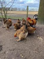 broedeieren, Dieren en Toebehoren, Pluimvee, Geslacht onbekend, Kip