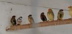 Tijgervink man, Dieren en Toebehoren, Vogels | Overige Vogels, Mannelijk, Tropenvogel