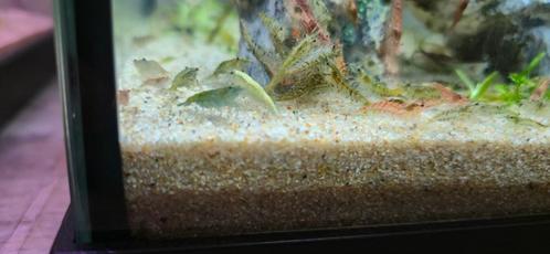 25 voor €5 Garnalen. Mixkleur, Dieren en Toebehoren, Vissen | Aquariumvissen, Zoetwatervis, Kreeft, Krab of Garnaal