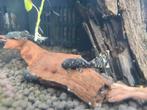 Jonge ancistrus algeneter eigen kweek ze zijn tussen de 2 cm, Dieren en Toebehoren, Vissen | Aquariumvissen, Overige typen, Zoetwatervis