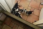 Jonge pups Border Collie/Friese Stabij, Dieren en Toebehoren, Honden | Niet-rashonden, 8 tot 15 weken, Meerdere, Meerdere dieren
