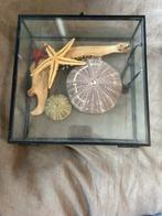 Glazen Box met Zeesterren, Zeeëgels en Hertenkaak, Ophalen of Verzenden