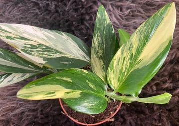 Monstera Standleyana Variegata #3 beschikbaar voor biedingen