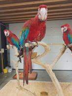 Tamme baby Groenvleugel Ara's met DNA en getest op ziektes, Dieren en Toebehoren, Meerdere dieren, Papegaai, Geringd