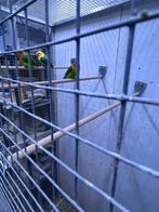 Fischeries, Meerdere dieren, Dwergpapegaai of Agapornis, Geringd