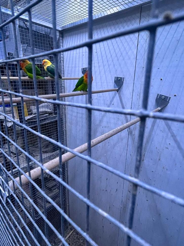 Fischeries, Dieren en Toebehoren, Vogels | Parkieten en Papegaaien, Dwergpapegaai of Agapornis, Meerdere dieren, Geringd