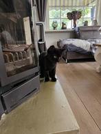 Rasechte britse korthaar kitten (DE LAATSTE😢), Dieren en Toebehoren, Meerdere dieren, Ontwormd, 0 tot 2 jaar