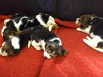 Prachtige Beagle pups, Dieren en Toebehoren, Beagle, CDV (hondenziekte), 8 tot 15 weken, Meerdere