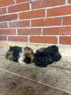 Lunkarya cavia beertjes, Cavia, Mannelijk, Tam, September