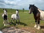Verzorg/bijrijpony’s aangeboden, Dieren en Toebehoren, Ophalen, Recreatie