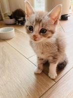Half main coon kittens, Dieren en Toebehoren