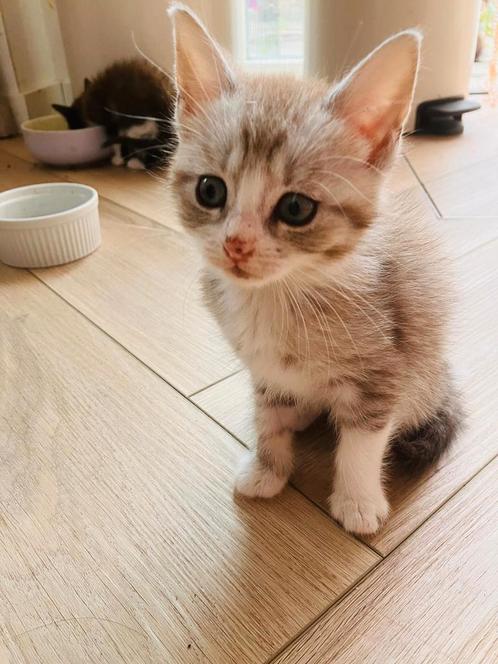 Half main coon kittens, Dieren en Toebehoren, Katten en Kittens | Raskatten | Langhaar