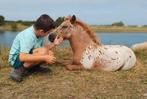 Aantal knappe veulens o.a. 2span voor de toekomst, Dieren en Toebehoren, Pony's, 0 tot 2 jaar, Hengst, A pony (tot 1.17m), Onbeleerd