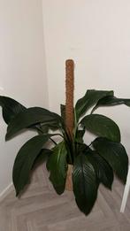 Vredeslelie (Peace Lily) - Prachtige Staat!, Ophalen, Overige soorten, Halfschaduw, In pot