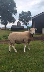 Swifter stamboek dekram, Mannelijk, Schaap, 0 tot 2 jaar