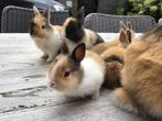 Dwergkonijntjes, Meerdere dieren, Dwerg