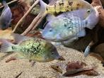 3 koppels Cincelichthys uffermani, Dieren en Toebehoren, Vis