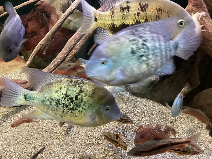 3 koppels Cincelichthys uffermani, Dieren en Toebehoren, Vissen | Aquariumvissen, Vis