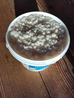 Melkkefir, Diversen, Ophalen