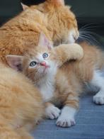 Kittens van Luna, Dieren en Toebehoren, Katten en Kittens | Raskatten | Korthaar, Meerdere dieren, Ontwormd, 0 tot 2 jaar