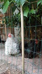 Cochin krielkip, Dieren en Toebehoren, Pluimvee, Vrouwelijk, Kip