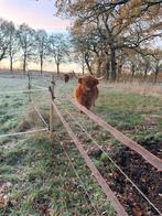 schotse hooglanders, Dieren en Toebehoren, Stalling en Weidegang