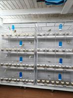 gloster canaries, Dieren en Toebehoren, Vogels | Kanaries, Meerdere dieren, Postuurkanarie